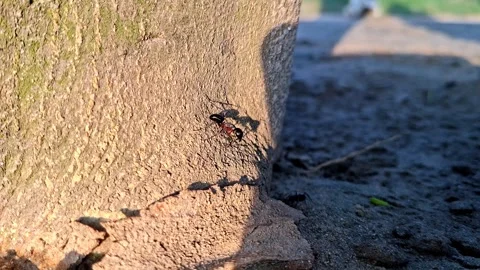 Black Ant Crawling On Coarse Tree Bark Axis Vídeo Stock 339304976