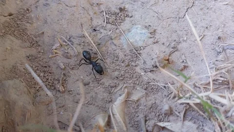 Black Ant Crawling on Dry Ground and Grass Video Clip Stock Footage 331765180
