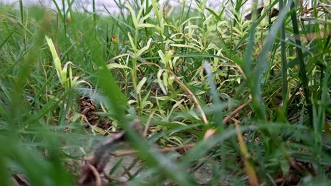 Black Ant Crawling Through Dense Green Lawn Blades Stock-Footage 341871270