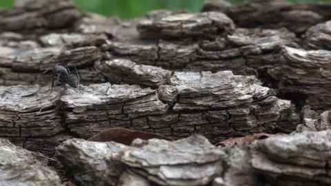 Black ant crawling on a tree trunk. Ant macro. Slow motion, 240 fps Stock Footage 123543779