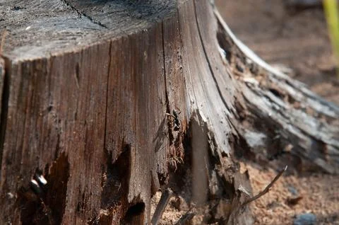 Black ant crawling on a weathered tree stump in the forest Stock Photos