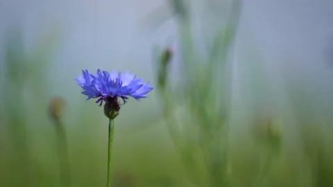 Black ant crawls on a pink aster flower in the garden. Green backgound. Close up Stock Footage 172469011