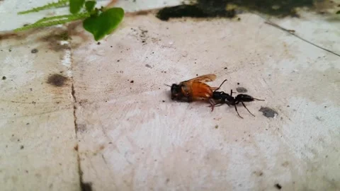 Black ant dragging a bee  Stock Footage 323287931