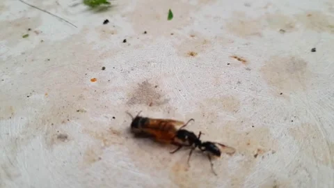 Black ant dragging a bee  Stock Footage 323287933