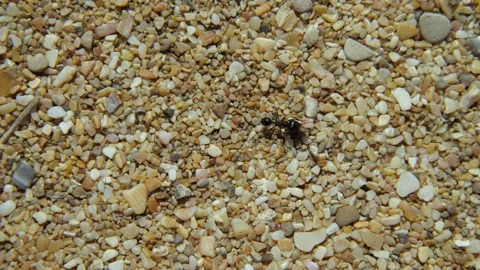 A black ant drags a green leaf over small stones and shells Stock Footage 154618090