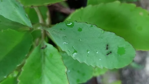 Black ant duo working on a green kalanchoe plant leaf. Stock Footage 304065973