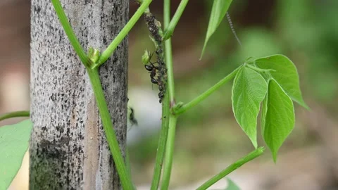 A black ant is eating black bean aphids or Aphis fabae. Stock Footage 340033439