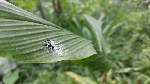 A black ant eating something on a leaf in the forest Foto stock