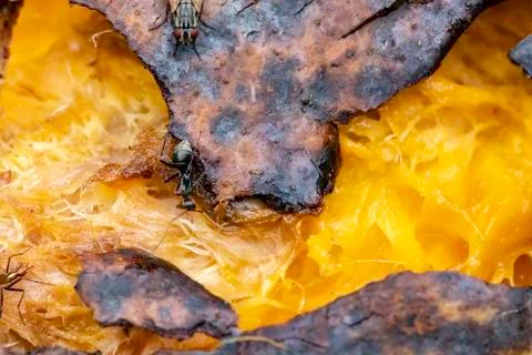 Black ant eats a rotten mango macro closeup Stockfoto's