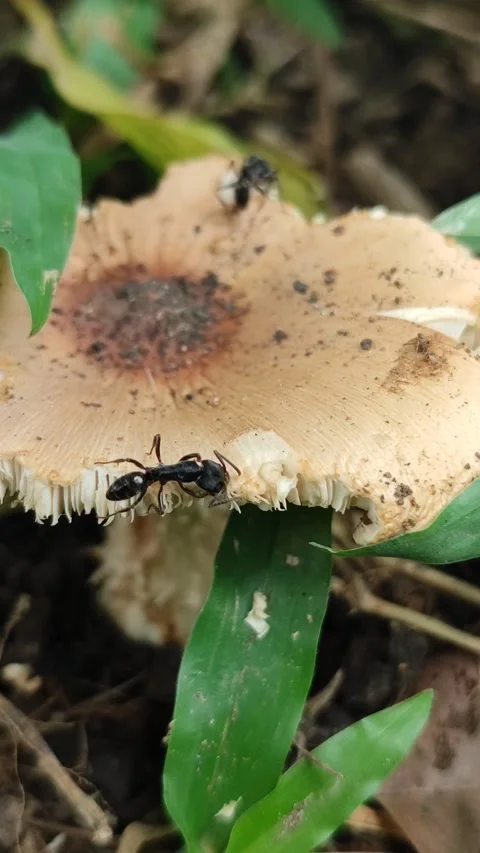 Black Ant Feeding on Mushroom Stock Footage 326131171