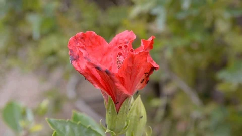 Black ant find nectar on flower pollen Hibiscus. 스톡 동영상 104012336