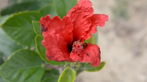 Black ant find nectar on flower pollen Hibiscus. Vídeos de archivo 104012380