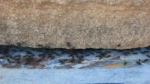 Black ant Stock Footage 9881335