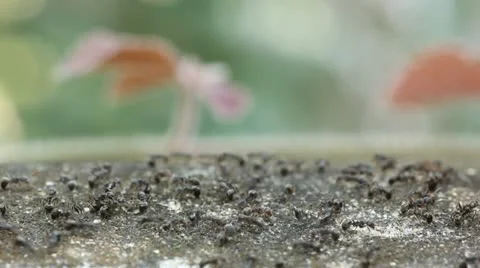 Black ant Stock Footage 21900349