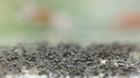 Black ant Stock Footage 25631968