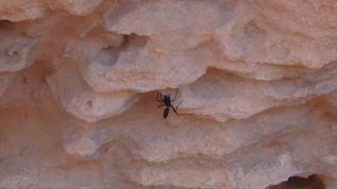 A Black Ant Stock Footage 91728670