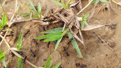 Black ant. Stock Footage 140162891
