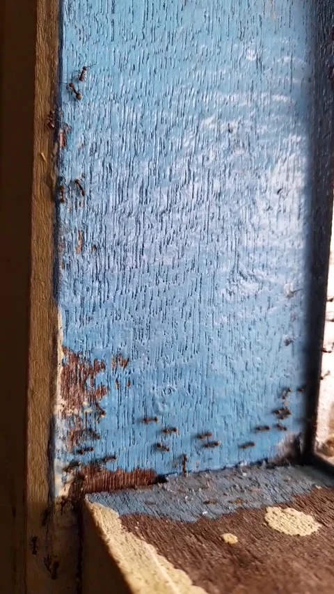 Black ant Stock Footage 210312141