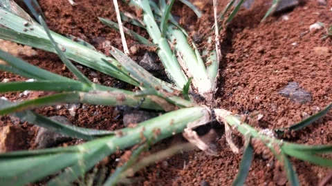 Black ant Stock Footage 211597304