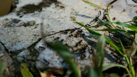 Black ant Stock Footage 215323664
