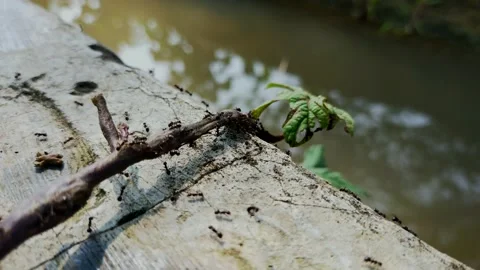 Black ant Stock Footage 215324708