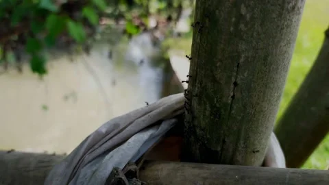 Black ant Stock Footage 215514342