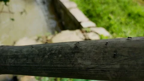 Black ant Stock Footage 215514514