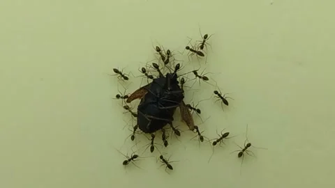 Black ant Stock Footage 218869005