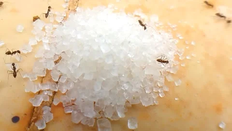 Black ant Stock Footage 220698416