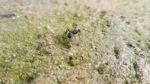 A black ant Stock Footage 226143626