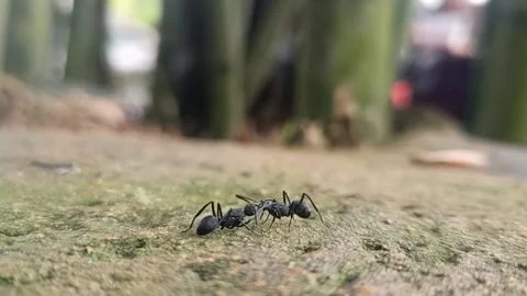 Black ant Stock Footage 226143708