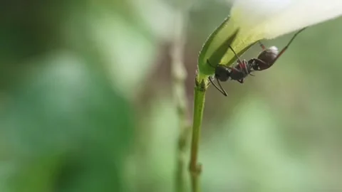 Black ant Stock Footage 235817507