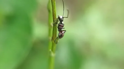 Black ant Stock Footage 235817615