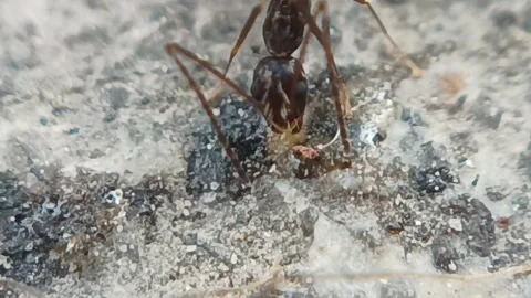 Black ant Stock Footage 236333636