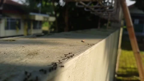 Black ant Stock Footage 273158377
