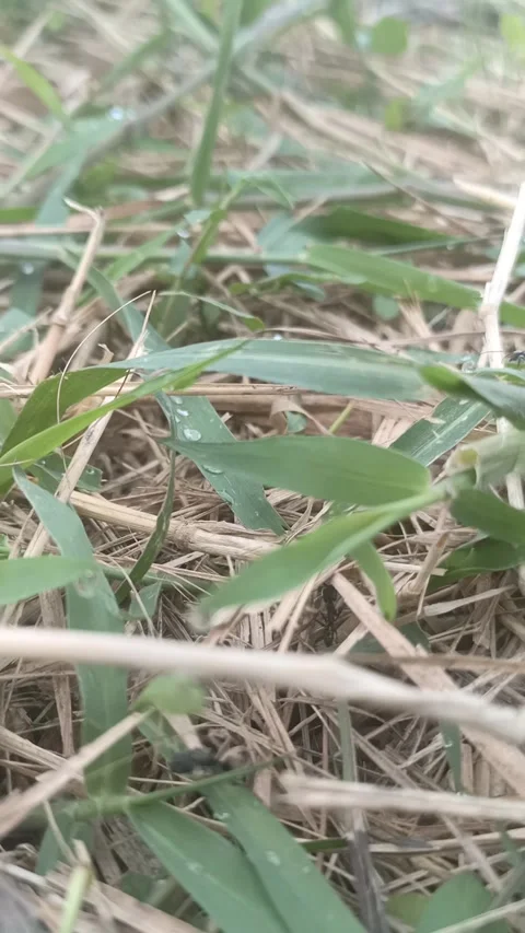 Black Ant Stock Footage 276403098