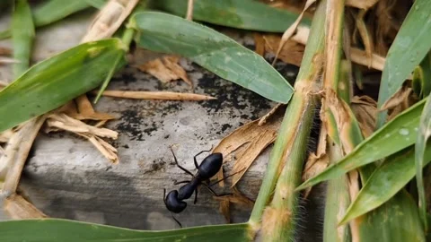 A black ant Stock Footage 281490561