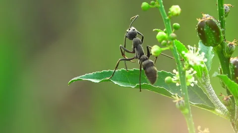Black ant 스톡 동영상 290180182
