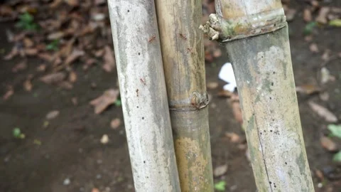 Black ant Stock Footage 296129782