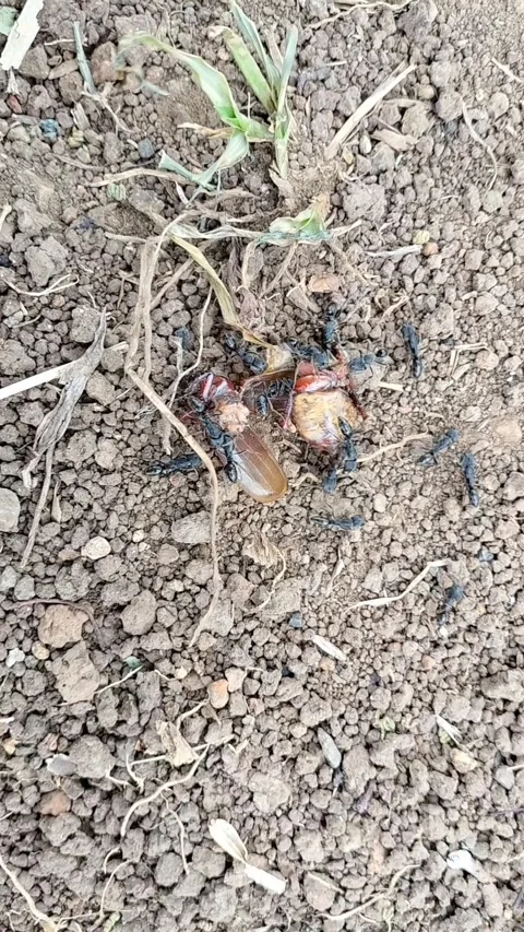 Black Ant Stock Footage 327769398