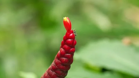 Black Ant Foraging on Red Button Ginger Spike Stock Footage 344922233