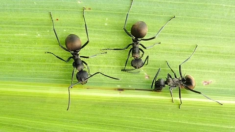 Black ant on the green leaf. Stock Footage 73154217