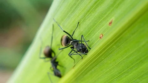 Black ant on the green leaf. Stock Footage 73236113