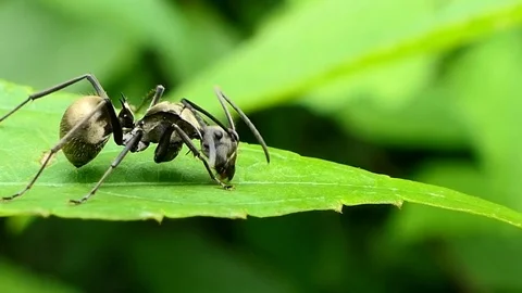 Black ant on the green leaf. Stock-Footage 83954306