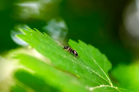 Black Ant On Green Leaf Stock Photos
