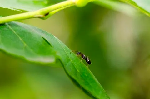 Black Ant On Green Leaf Stock Photos