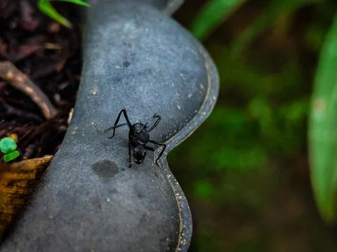 A black ant is on a grey surface Stock Photos