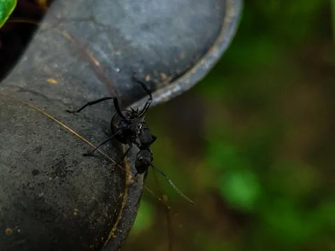 A black ant is on a grey surface Stock Photos