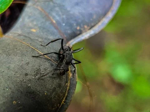 A black ant is on a grey surface Stock Photos
