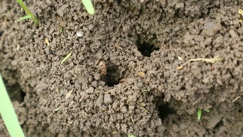Black ant homes Stock-Footage 331973051